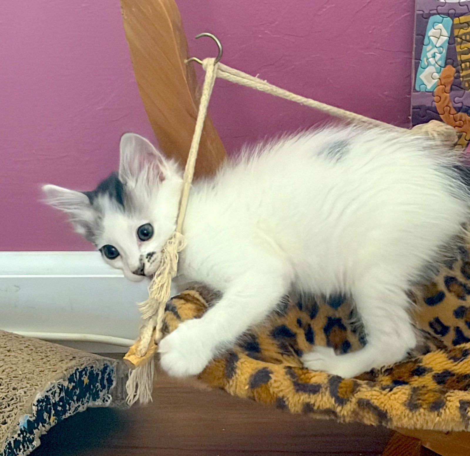 HOLLY - Bonded with Hawthorne - Photo 3