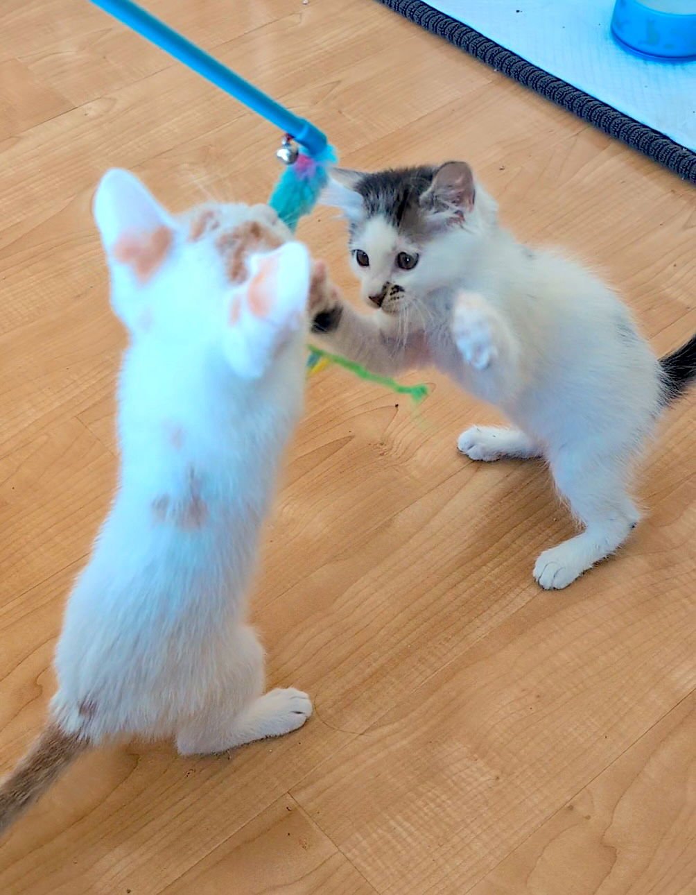 HOLLY - Bonded with Hawthorne - Photo 5