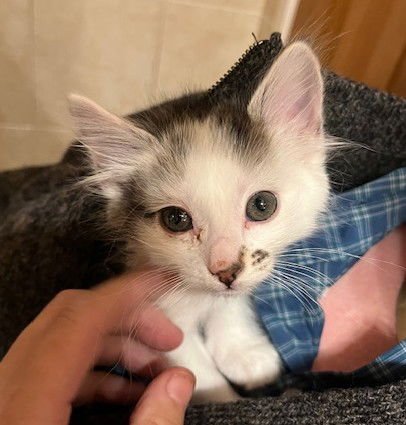 HOLLY - Bonded with Hawthorne - Photo 6