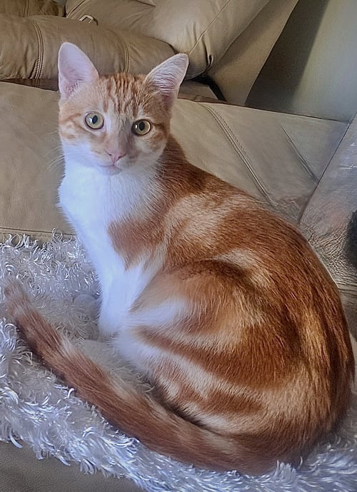 LOKI - BONDED WITH FREYA