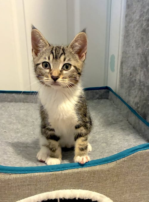 MARGARITA - BONDED WITH AMARETTO - Domestic Short Hair available for adoption