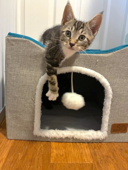 MARGARITA - BONDED WITH AMARETTO - Domestic Short Hair available for adoption
