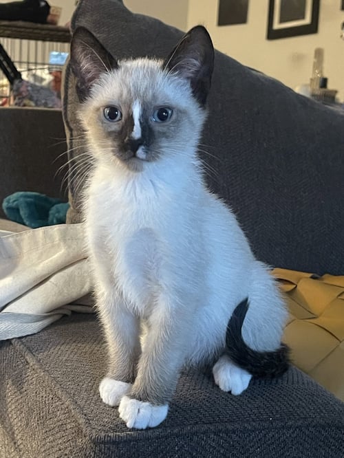 RERUN - BONDED WITH MIRAGE - Domestic Short Hair / Siamese for adoption in Fremont