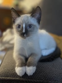 Rerun - Bonded with Mirage - Photo 2