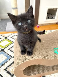Blaze - Photo 1