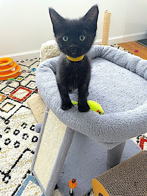 BLAZE - Domestic Short Hair available for adoption