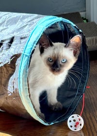 Nina - Bonded with Kona - Photo 1