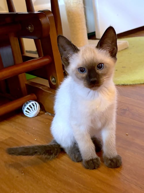 NINA - BONDED WITH KONA - Domestic Short Hair / Siamese available for adoption