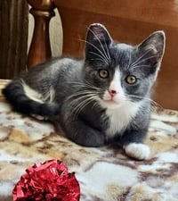 MIKEY - Bonded with Gilligan - Photo 6