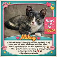 MIKEY - Bonded with Gilligan - Photo 5