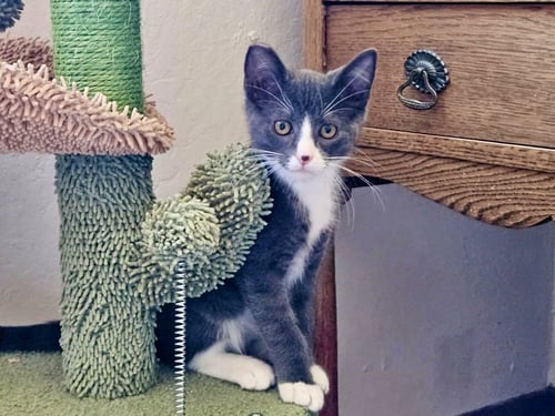 MIKEY - BONDED WITH GILLIGAN - Domestic Short Hair for adoption in Fremont