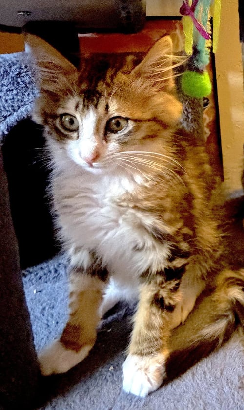 HANA - BONDED WITH TIGER - Domestic Medium Hair available for adoption