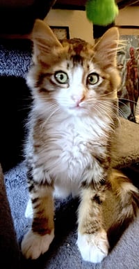 HANA - BONDED WITH TIGER - Photo 4