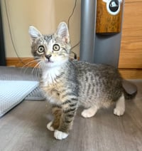 TIGER - BONDED WITH HANA - Photo 5
