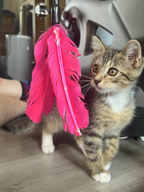 TIGER - BONDED WITH HANA - Domestic Short Hair available for adoption