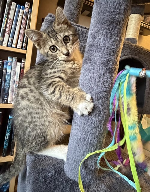 TIGER - BONDED WITH HANA - Domestic Short Hair for adoption in Fremont