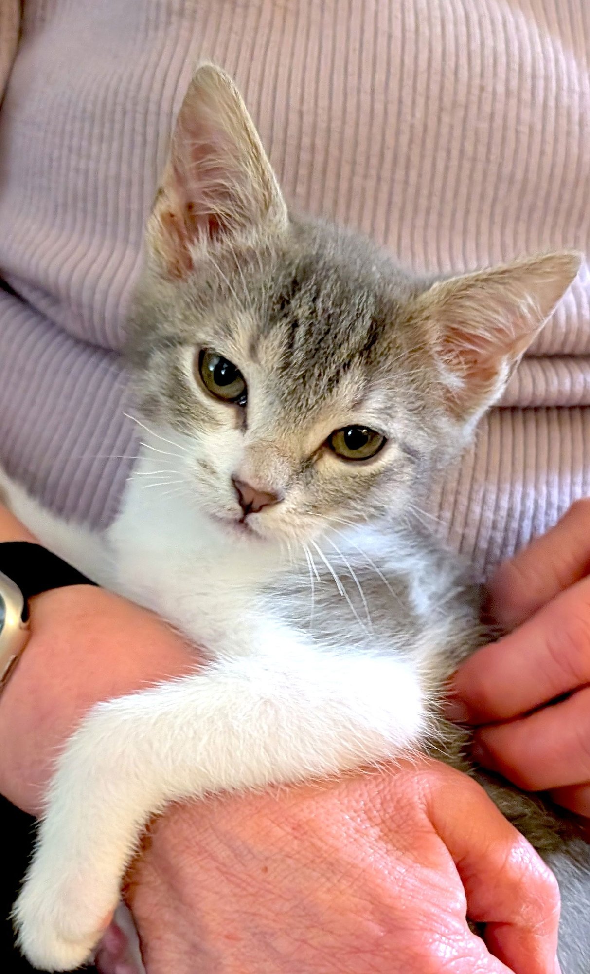 ROSIE - Domestic Short Hair available for adoption