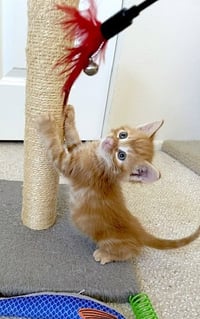 CUPID - Photo 4
