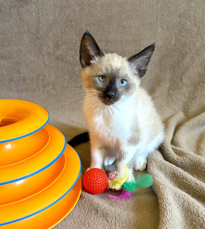 ZIGGY - Bonded with Archie Image