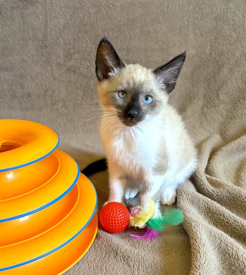 ZIGGY - BONDED WITH ARCHIE - Domestic Short Hair / Siamese for adoption in Fremont