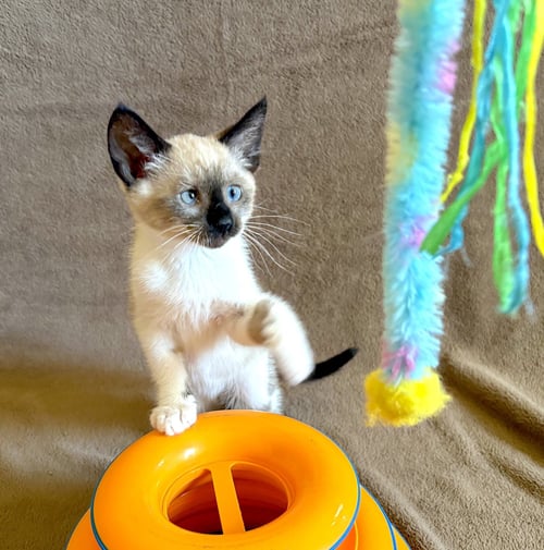 ZIGGY - BONDED WITH ARCHIE - Domestic Short Hair / Siamese available for adoption