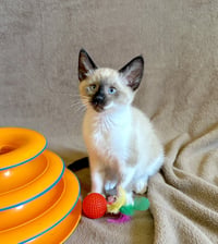 ZIGGY - Bonded with Archie - Photo 4