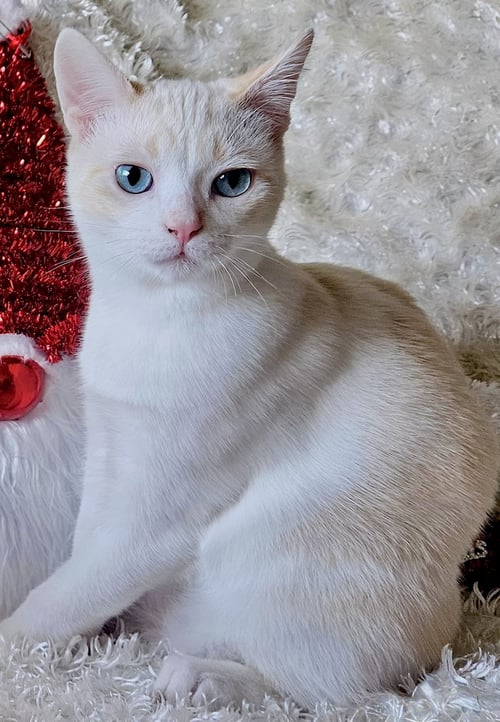 FREYA - BONDED WITH LOKI