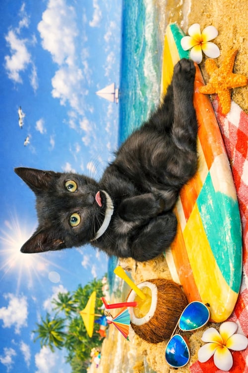 AFFIE - BONDED WITH BEAR - Domestic Short Hair available for adoption