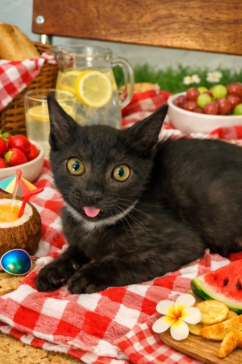 AFFIE - BONDED WITH BEAR - Domestic Short Hair available for adoption