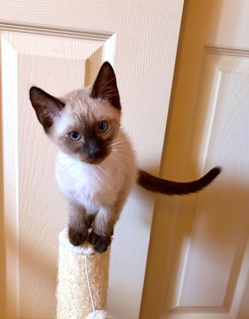 BEAR - BONDED WITH AFFIE - Domestic Medium Hair / Siamese available for adoption