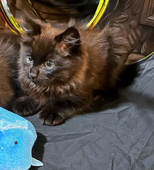 CHEWBACCA - BONDED WITH HAN SOLO - Domestic Long Hair available for adoption