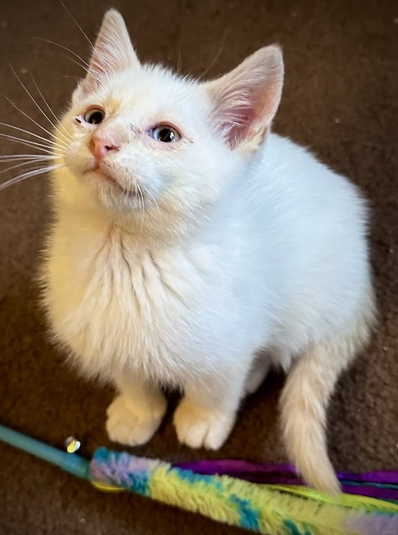 Fiero - Bonded with Chance Image