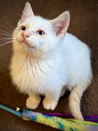 Fiero - Bonded with Chance - Photo 1
