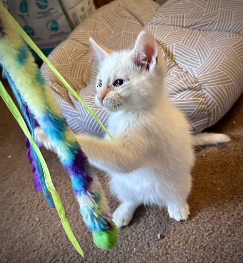 FIERO - BONDED WITH CHANCE - Domestic Short Hair available for adoption