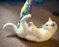 Fiero - Bonded with Chance - Photo 4