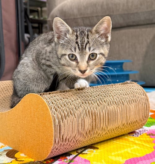 MEADOW - Domestic Short Hair available for adoption