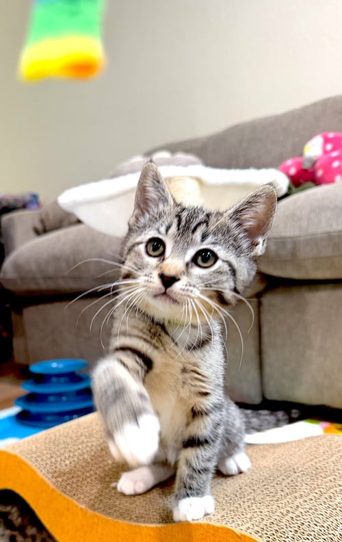 MEADOW - Domestic Short Hair available for adoption