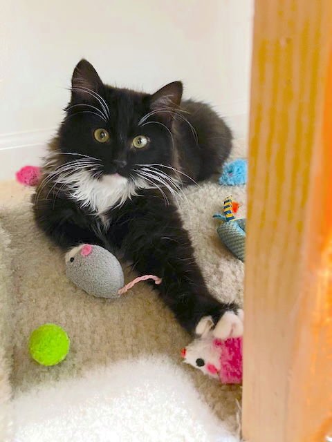 SPENCER - BONDED WITH ALBIE - Domestic Long Hair available for adoption