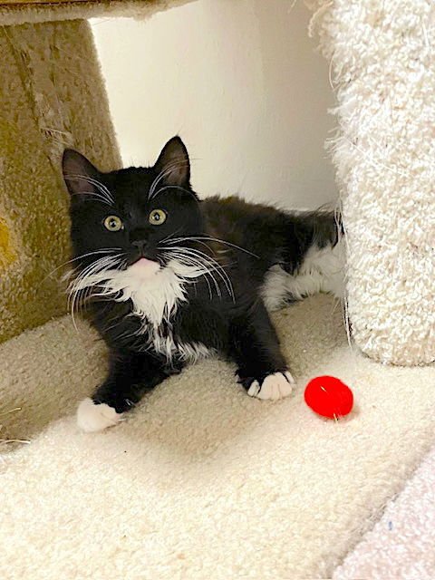 SPENCER - BONDED WITH ALBIE - Domestic Long Hair available for adoption