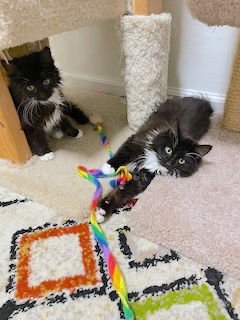 SPENCER - Bonded with Albie - Photo 4