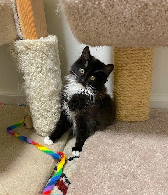 SPENCER - Bonded with Albie - Photo 5