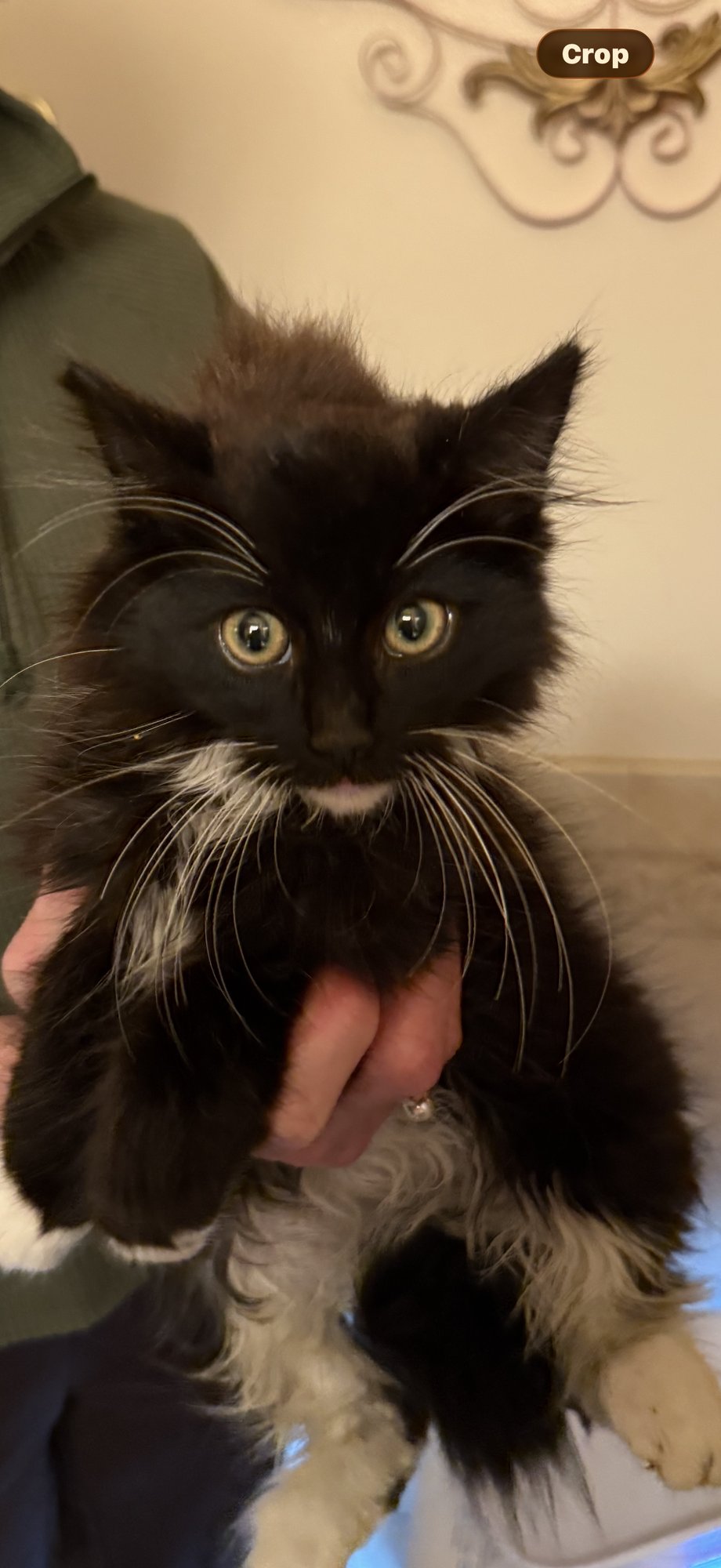 SPENCER - Bonded with Albie - Photo 6