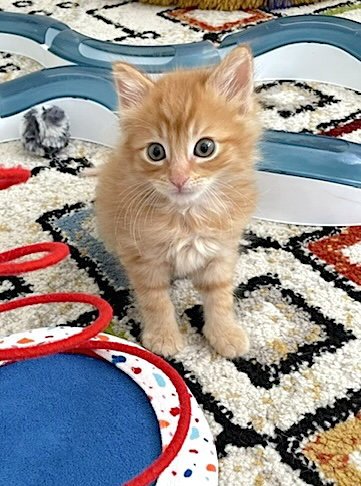 CHANCE - BONDED WITH FIERO - Domestic Medium Hair available for adoption