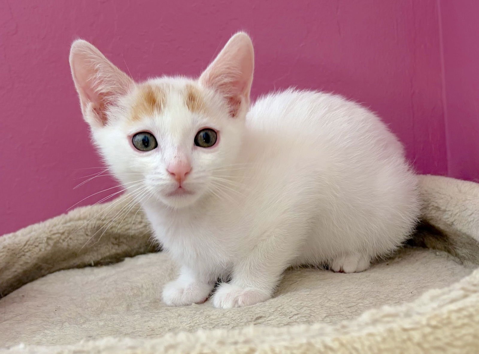 HAWTHORNE - BONDED WITH HOLLY - Domestic Short Hair for adoption in Fremont