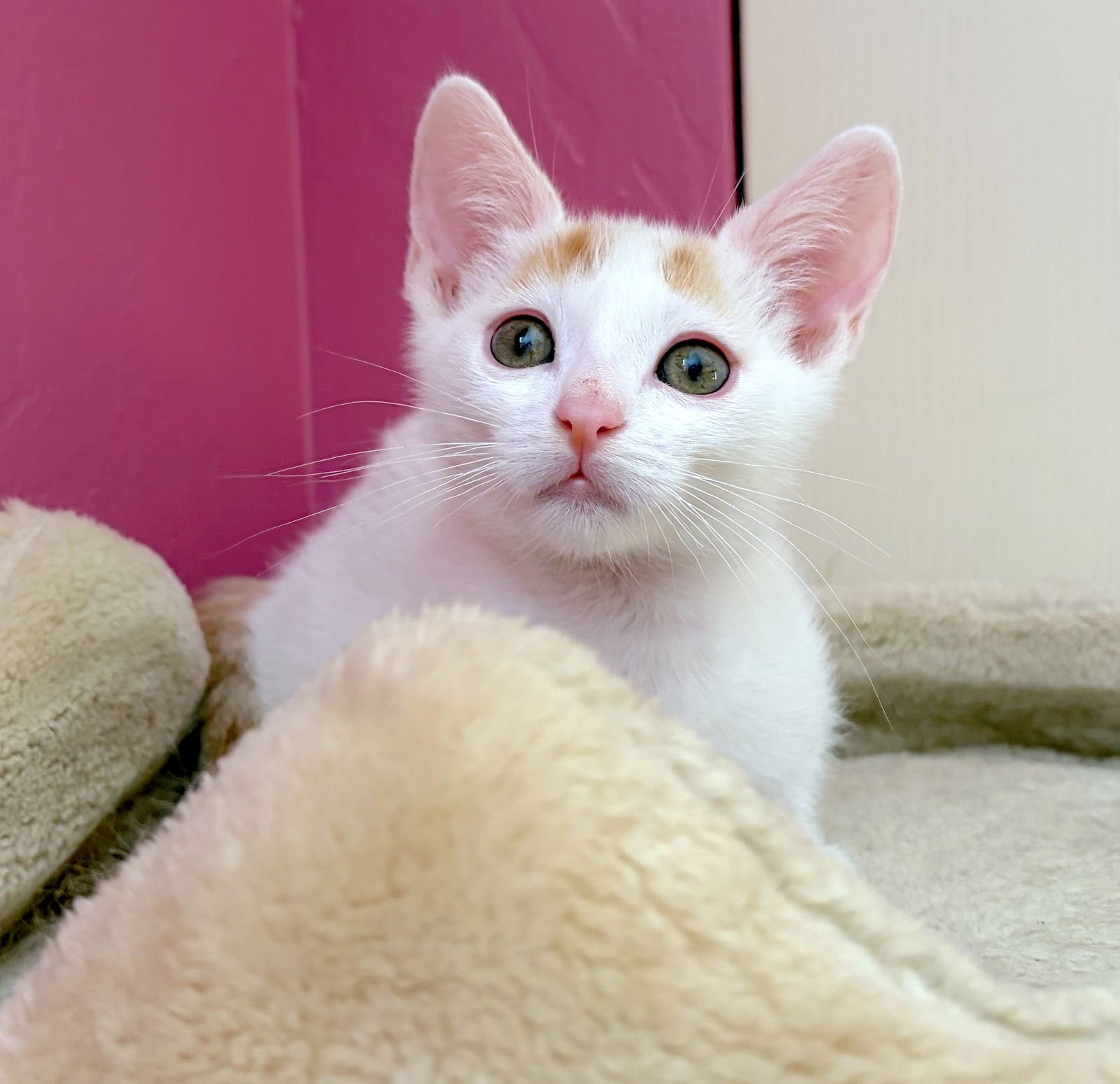 HAWTHORNE - Bonded with Holly - Photo 2