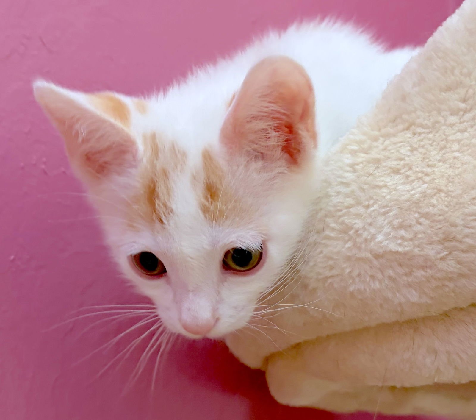 HAWTHORNE - Bonded with Holly - Photo 3