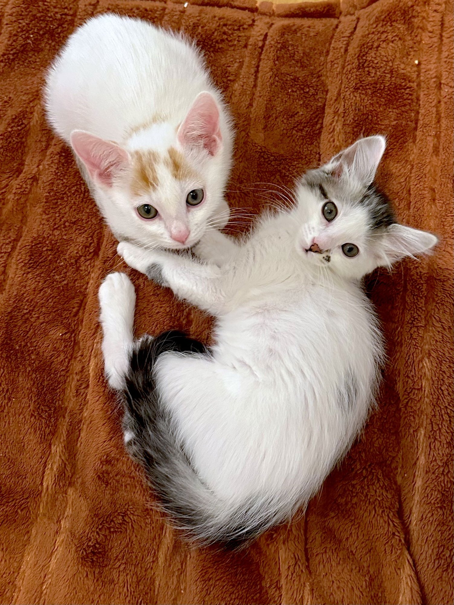 HAWTHORNE - Bonded with Holly - Photo 4