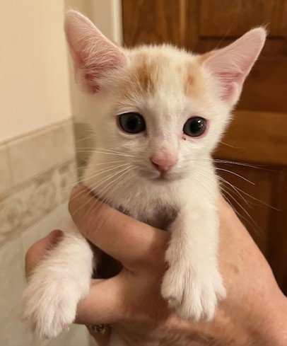 HAWTHORNE - Bonded with Holly - Photo 5