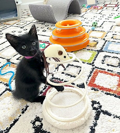 FLASH - Domestic Short Hair available for adoption
