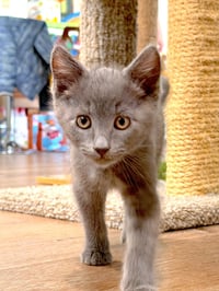 Lucky - Photo 2